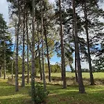 Hollicarrs - Pinewood