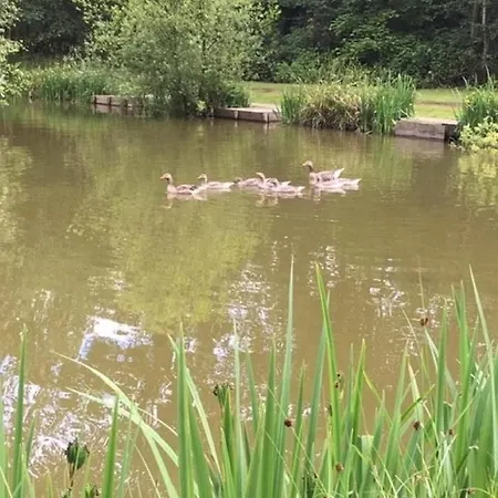 Hollicarrs - Pinewood *