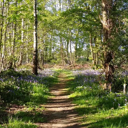 Hollicarrs - Pinewood 롯지