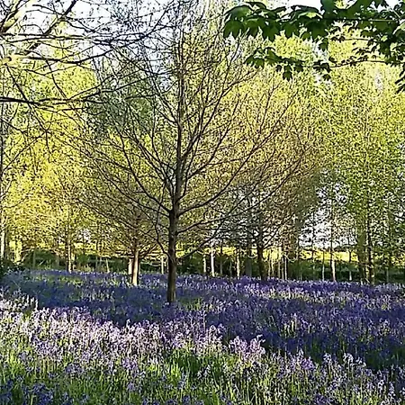 Hollicarrs - Pinewood *